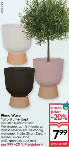 Maximarkt Plana Wave Tulip Blumentopf Angebot