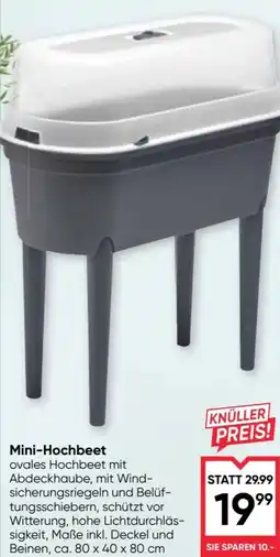 Maximarkt Mini-Hochbeet Angebot