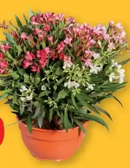 Lidl Oleander Trio Angebot