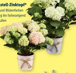Lidl Hortensie Angebot