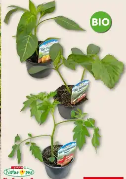 Interspar Spar Natur pur Bio-Gemüsepflanzen Angebot