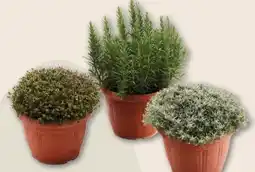 Interspar Kräuter Angebot