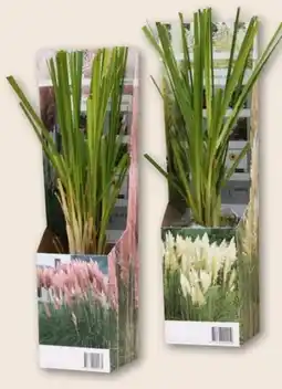 Interspar Pampasgras Angebot