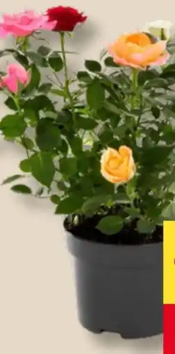 MPreis Rosen Quattro Angebot