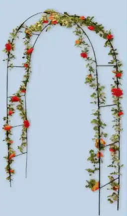 PENNY Rosenbogen Angebot