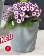 Norma Pflanztopf Floria Angebot