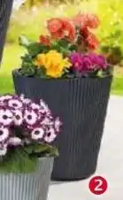 Norma Pflanztopf Floria Angebot