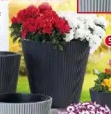 Norma Pflanztopf Floria Angebot