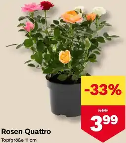 MPreis Rosen Quattro Topfgröße Angebot