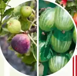 Bauhaus Feigenbaum Voralpenfeige Angebot