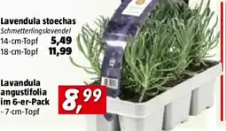 Bauhaus Lavendula stoechas Angebot