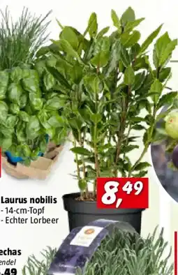 Bauhaus Laurus nobilis Angebot