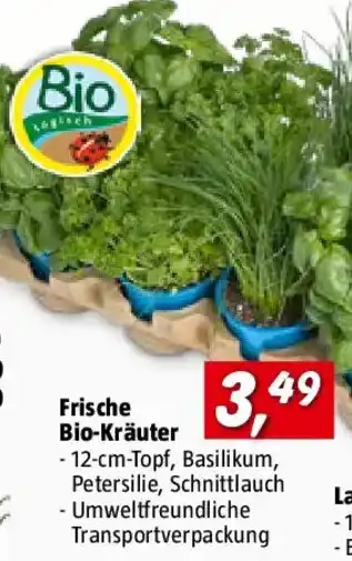 Frische bio-kräuter