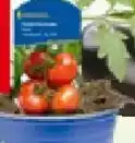 Bauhaus Piardino Tomate Angebot