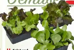 Bauhaus Fenchel Angebot