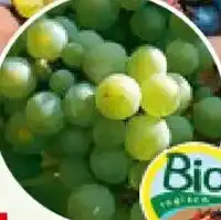 Bauhaus Weinrebe Bio Angebot