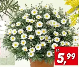 Bauhaus Piardino Strauchmargerite Angebot