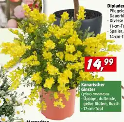 Bauhaus Piardino Ginster - Busch Angebot