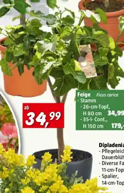 Bauhaus Piardino Feigenbaum Bonsaiform Angebot