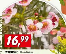 Bauhaus Piardino Wachsblume Angebot