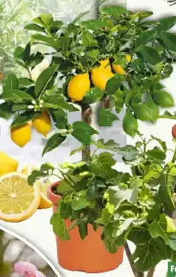 Bauhaus Calamondin-Orange Angebot