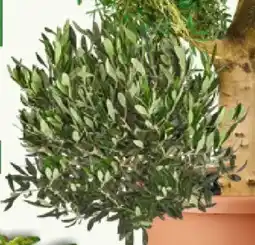 Bauhaus Olivenbaum Angebot