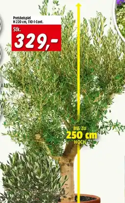 Bauhaus Piardino Olivenbaum Bonsai Angebot