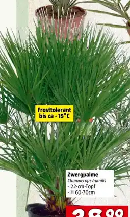 Bauhaus Zwergpalme grüner Topf Angebot