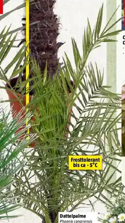 Bauhaus Dattelpalme Angebot