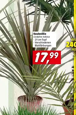Bauhaus Keulenlilie Angebot
