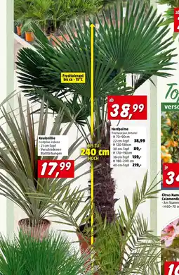 Bauhaus Piardino Hanfpalme Angebot