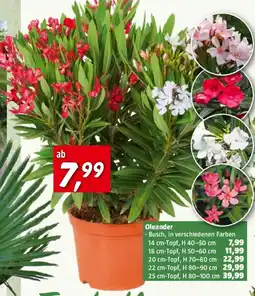 Bauhaus Oleander Angebot
