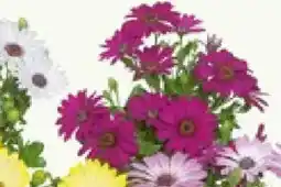 Bauhaus Piardino Kapkörbchen Angebot