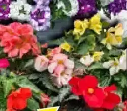 Bauhaus Balkonpflanzen-Mix Color your shade Angebot