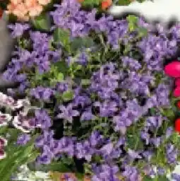 Bauhaus Piardino Glockenblume Get Mee Angebot