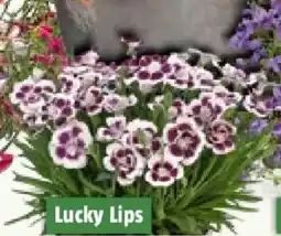 Bauhaus Piardino Gartennelke Angebot