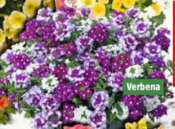 Bauhaus Piardino Eisenkraut Angebot