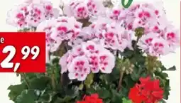 Bauhaus Zonal-Pelargonie Angebot