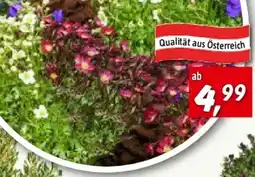 Bauhaus Frühlingsblüher Trio Angebot