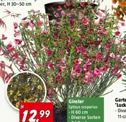 Bauhaus Piardino Ginster Angebot