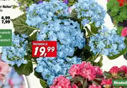 Bauhaus Piardino Hortensie Angebot