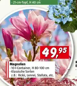 Bauhaus Magnolie Klassisch Angebot