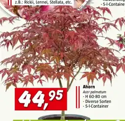 Bauhaus Piardino Fächerahorn Angebot