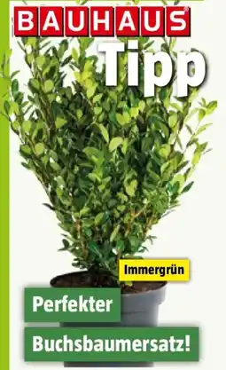 Bauhaus Bergilex Angebot