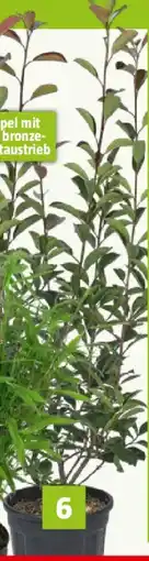 Bauhaus Glanzmispel Angebot