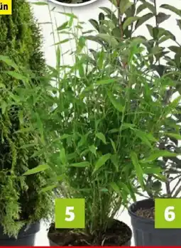 Bauhaus Piardino Muriel-Bambus Angebot