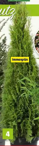 Bauhaus Piardino Lebensbaum Smaragd Angebot