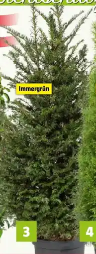 Bauhaus Heimische Eibe Angebot