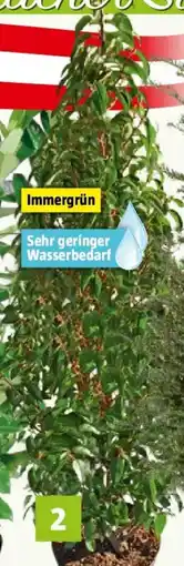 Bauhaus Piardino Portugiesische Lorbeerkirsche Angebot