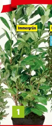 Bauhaus Piardino Kirschlorbeer Novita Angebot